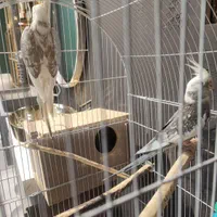 عروس هلندی مولد