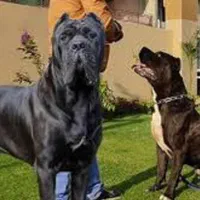 سگ ماستیف کن گور سو درشت جثه عضلانی توله 2ماهه