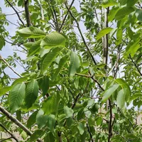 باغ 1450متری با چشمه|فروش خانه و ویلا|گرمسار, |دیوار