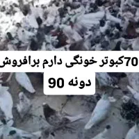 کبوتر خونگی