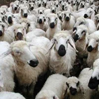 گوسفنددشت‌مغان با‌ترازو دیجیتالی درب منزل|حیوانات مزرعه|تهران, گیشا|دیوار
