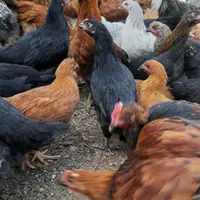 جوجه مرغ و خروس محلی