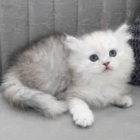 بچه گربه های اشرافی در مشهد|گربه|مشهد, امیریه|دیوار