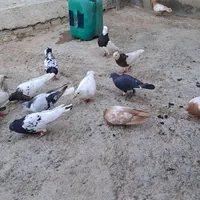 کبوتر در نقاب|پرنده|سبزوار, کهنه آب|دیوار