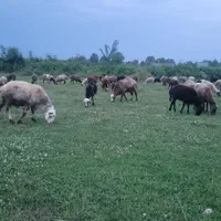 فروش گوسفند داشتی