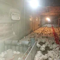 کود مرغ گوشتی|خدمات باغبانی و درختکاری|نیشابور, هفده شهریور|دیوار