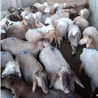 مرکز فروش گوسفند