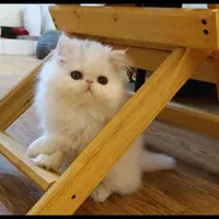 بچه گربه کیوت میوت|گربه|اهواز, کیانپارس |دیوار