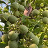 گلخانه نهال فروشی رضادرخشان ارقام نهال اصلاح شده