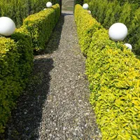 ویلای ساحلی|اجارهٔ کوتاهمدت ویلا و باغ|چابکسر, |دیوار