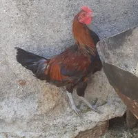 نیمچه خروس و مرغ