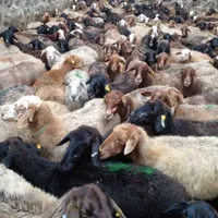 دام زنده گوسفنداورگانیگ جهت قربانی جنت آبادشمالی|حیوانات مزرعه|تهران, جنت‌آباد شمالی|دیوار