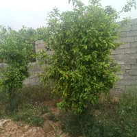 علف زنی باغبانی سم کود آبیاری پختار نعنا زنی|خدمات باغبانی و درختکاری|دزفول, |دیوار