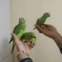 دریای ملنگو شاه طوطی سخنگو نر ماده رام دستی تضمینی|پرنده|تهران, نواب|دیوار