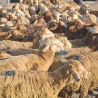 معطمئن معتبرین صداقت ترین عرضه گوسفند زنده|حیوانات مزرعه|تهران, یوسف‌آباد|دیوار