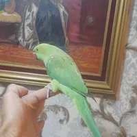 ملنگو سخنگو دستی ،گرینچیک ،عروس ،طوطی|پرنده|بومهن, |دیوار