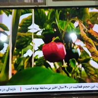 تلویزیون جی پلاس 50اینچ