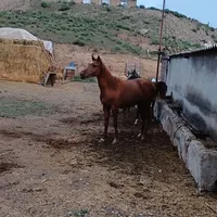 اسب مادیان|اسب و تجهیزات اسب‌سواری|پارس‌آباد, |دیوار
