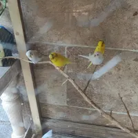مرغ عشق و کبوتر و طوطی