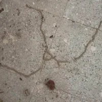 شرکت موریانه زدایی و سم پاشی با ضمانت نامه کتبی|خدمات نظافت|خرمآباد, |دیوار