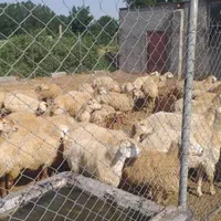 گوسفند داری زنده سید در کرج همه روزه فعال|حیوانات مزرعه|کرج, گلشهر|دیوار