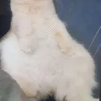 گربه پرشین اهلی