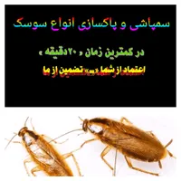سمپاشی وپااکسازی انواع  «  سوسک  »