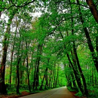 کلبه چوبی اجاره ، روستای جنگلی/ کد هزار|اجارهٔ کوتاه‌مدت آپارتمان و سوئیت|آستانه اشرفیه, |دیوار