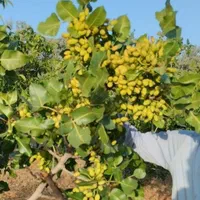 خدمات باغبانی تخصصی پسته وپیوندپاییزه|خدمات باغبانی و درختکاری|کرمانشاه, |دیوار