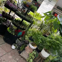 خدمات گل و گیاه در محل شمال تهران محدود نیاوران|خدمات باغبانی و درختکاری|تهران, دزاشیب|دیوار