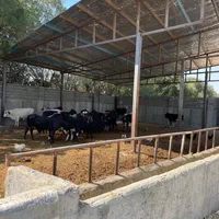 دامداری  گاوداری چهاردیواری  باغچه باغ