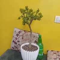 بنسای کراسولا خرفه  گل  گیاه|گل و گیاه طبیعی|تهران, امام حسین(ع)|دیوار