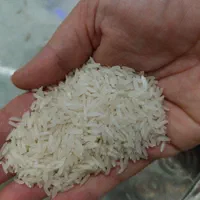 برنج طارم سرگل محصول شمال