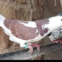 کبوتر باخت