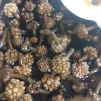 گل سیر سیرسیاه سیرکله سیرحبه سیرسفید|خوردنی و آشامیدنی|شیراز, فضل‌آباد|دیوار