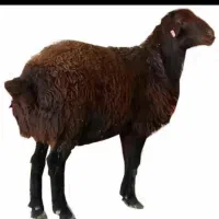 ۱۰الی ۱۵ راس بره