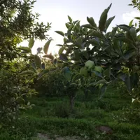 زمین باغ ویلا ۵۰۰مترسند آب برق گاز گل مکان گلستان|فروش زمین و ملک کلنگی|مشهد, وکیل‌آباد|دیوار