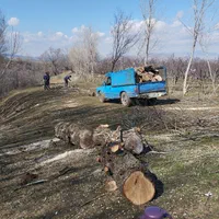 خرید .قطع وبرش انواع درخت وچوب سقفی در محل|خدمات باغبانی و درختکاری|اهر, |دیوار