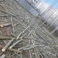 خریدار چوب  ساختمانی .صنوبر ومیوه ای وجنگلی .|خدمات باغبانی و درختکاری|رشت, نخودچر|دیوار
