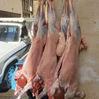 دام زنده مهر ویلا گلزار کل کرج باسکول گلشهر|حیوانات مزرعه|کرج, مهرویلا جنوبی|دیوار