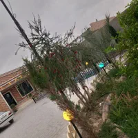 اجاره روزانه/هفتگی/ماهانه ویلا ۱۰۰۰ متری