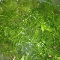 انواع گیاهان آکواریومی مقاوم و بدون نیاز به CO2|ماهی|تهران, گلستان (شهرک راه آهن)|دیوار
