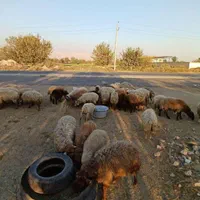 فروش گوسفند زنده چهاردانگه شبانه روزی