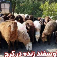 گوسفند زنده افشار شبانه روزی همراه قصاب درمحل