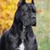 توله سگ 65 روزه دوبرمن ژرمن روتوایلر کن کورسوو|سگ|تهران, گیشا|دیوار