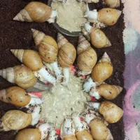 بدون وقت کار در منزل شغل کاردرمنزل تکثیر حلزون