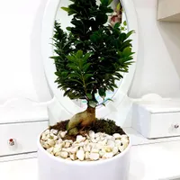 بونسای تنومند و زیبا