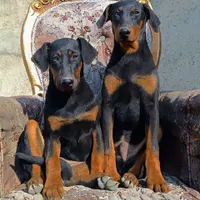 سگ های نگهبان Doberman|سگ|کرج, کوی زنبق|دیوار