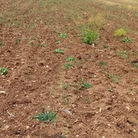 فروش زمین کشاورزی ۲۷۰۰متر سرجاده اصلی سراب نیلوفر|فروش زمین و ملک کلنگی|کرمانشاه, |دیوار