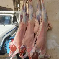 دامداری افشار گوسفند زنده کل مناطق تهران
